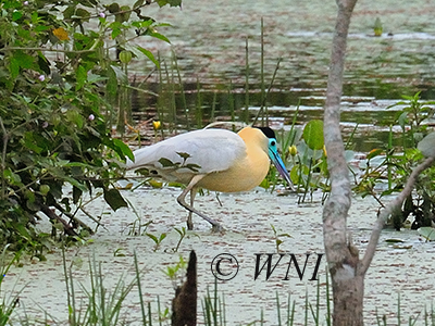 Capped Heron (Pilherodius pileatus)